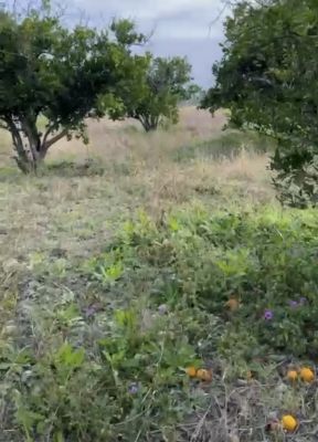 Terreno residencial en venta en Montemorelos